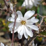 Magnolia stellata (Royal Star) Star Magnolia